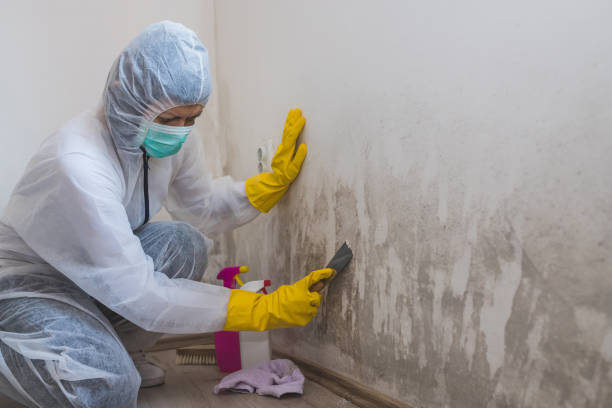 Why You Should Choose Our Mold Remediation Services in Loch Lomond, VA